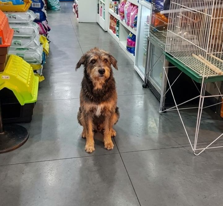 Cliente peludo passeando pelos corredores da loja
