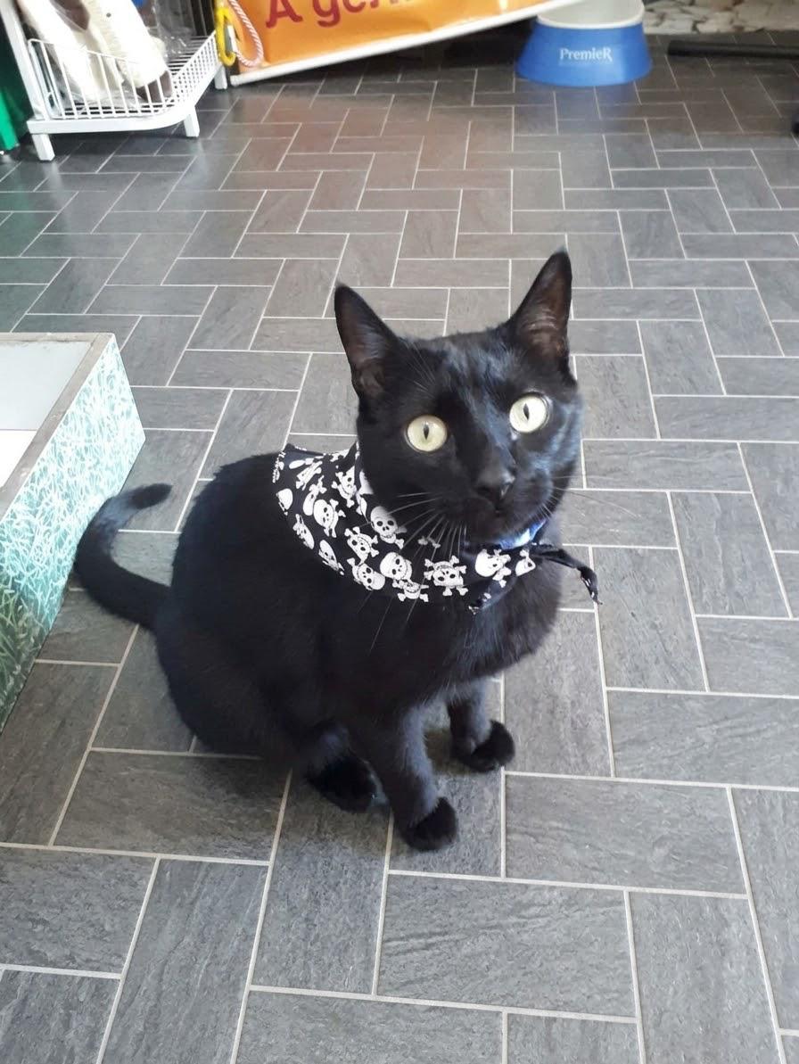 Amadeu, o gato da loja